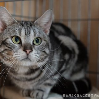 アメショー男の子１歳の『イッサくん』