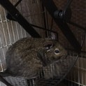 小動物デグーの女の子