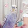 とわこう