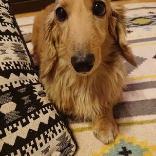 人間大好き！甘えた温厚なさくらちゃん