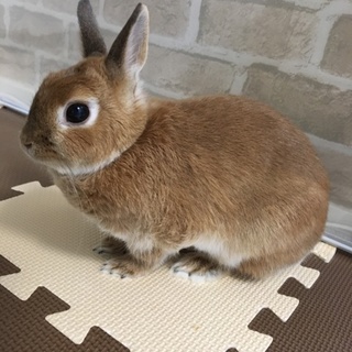 大切にしてくださる里親さん探しております