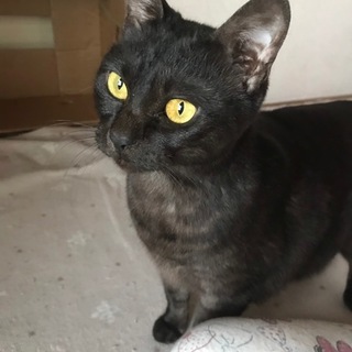 どっしり重厚感☆甘えん坊のバウンくん