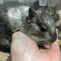 デグーマウス♂