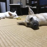 手前がお母さんのきなこ、奥が父、大福です。