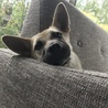 きなこ