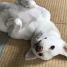 大福
