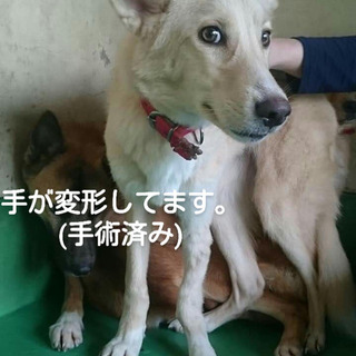 【感謝】団体様引出済！フランソア＊左前足手術済白