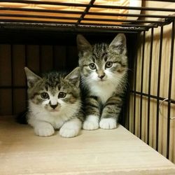 「１月22日(火)　麻布十番ナイター里親会　」サムネイル2