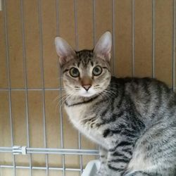 「１月２２日(火)　共生会議　麻布十番ナイター里親会」サムネイル3