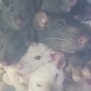 12月生まれファンシーラットあと♀3♂1♪