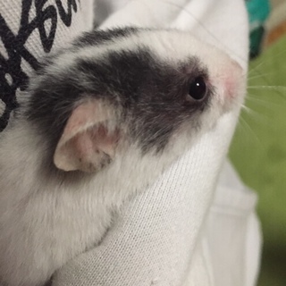 ゴールデンハムスター