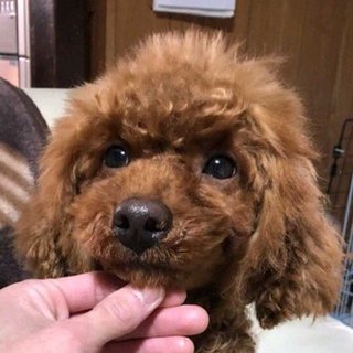 元気いっぱいで優しい8ヶ月のトイプードル男の子