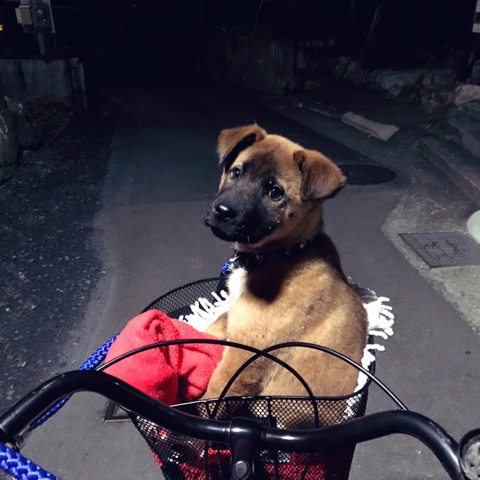 凡(ボン)のカバー写真