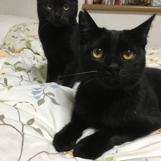 甘え坊黒ちゃん二匹！
