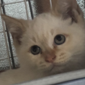 子猫ちゃん3か月　仲介