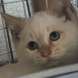子猫ちゃん3か月　仲介