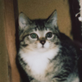 ♡子猫ちゃん3か月♡　仲介