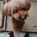 かわいい2歳の♀のトイプードルです