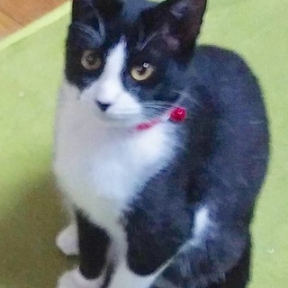 避妊手術済み  抱っこ大好き、甘えん坊の女の子