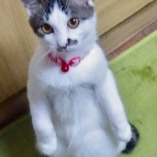 避妊手術済み  甘えん坊なミケ猫ちゃん