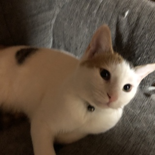 三毛猫の里親募集