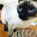 シャム猫の里親募集
