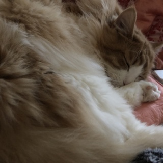 長毛猫の里親募集