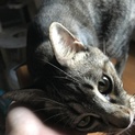 美形猫兄妹です。