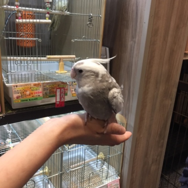 ともさく08のカバー写真