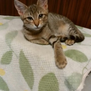終生飼える方求む