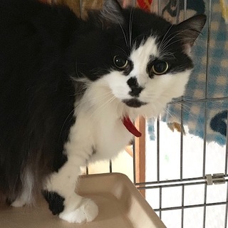 スコティッシュの「ミーコ」ちゃん