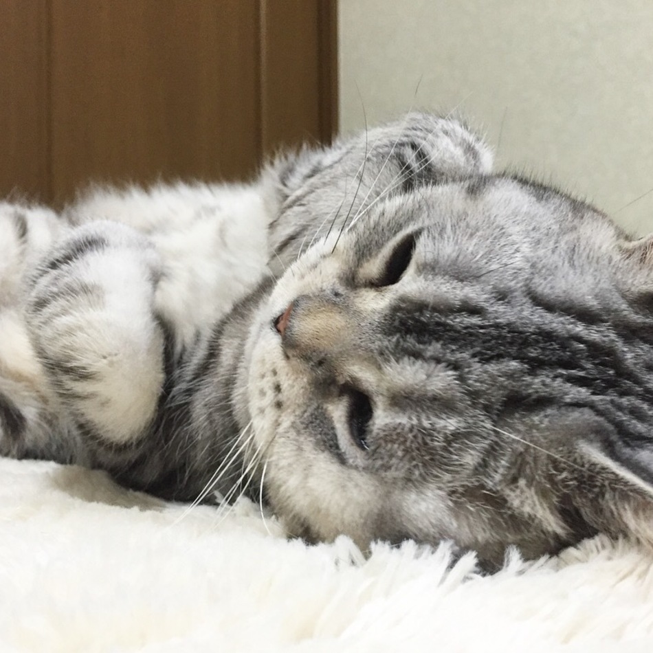 ティアラのカバー写真