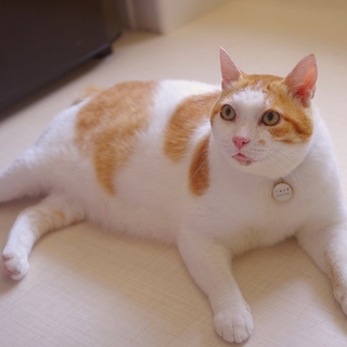 超絶癒やし系の巨体男子☆