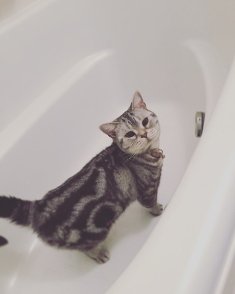ティアラ