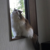 ジュエル