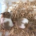 バンデットの子供。