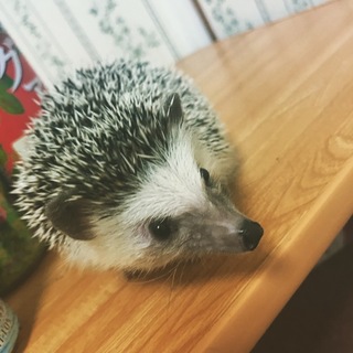 ハリネズミの男の子