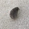 ハリネズミの男の子 サムネイル2