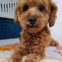 まだまだわちゃわちゃのテン。