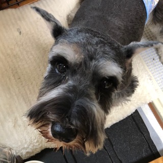 とても元気で甘えたな男の子♪