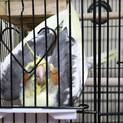 オカメインコ 女の子 里親様募集!!