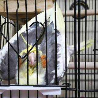 オカメインコ 女の子 里親様募集!!