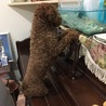 ハムスターのキキちゃんに首ったけ