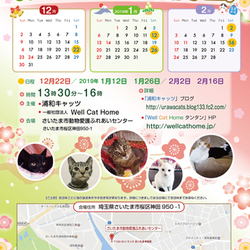 保護ネコ譲渡会