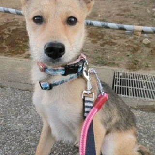 いろいろ勉強中で毎日楽しいよ 元気っ子 武蔵だよ