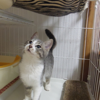 薄グレー縞の甘えんぼくんです