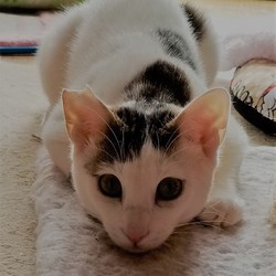 みんにゃの家 保護猫の譲渡会