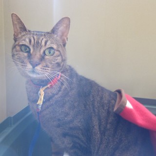 譲渡対象猫の紹介です。