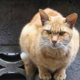 凛々しいイケメン　まもる君