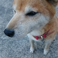 コロ